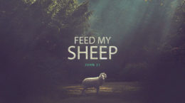 Feed My Sheep